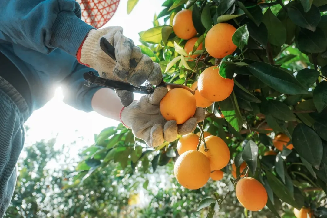 68303a73bcc3a655fc1a65004ee31d28-sz_390485