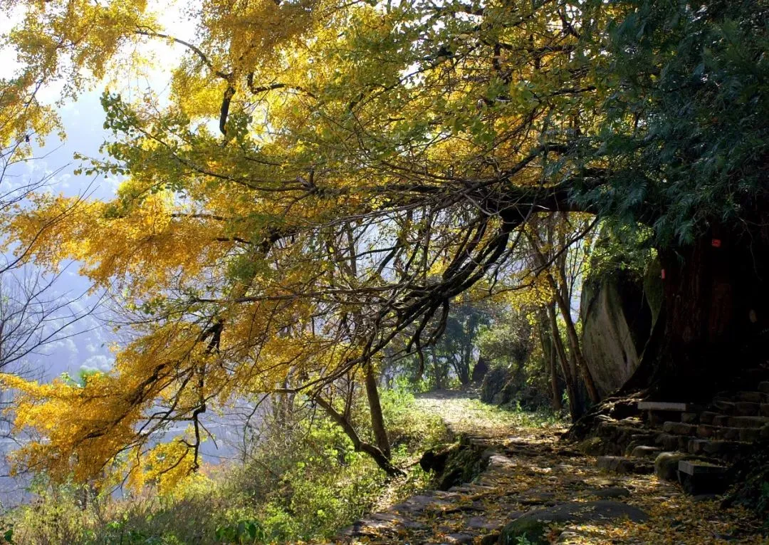 68b1ebfd248357ba08e733e854f9d695-sz_279442 68b1ebfd248357ba08e733e854f9d695-sz_279442