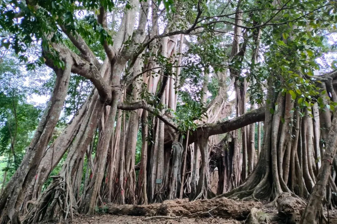 68d3c8f7b8a9bc8e8fdb4e27754fa369-sz_699361 68d3c8f7b8a9bc8e8fdb4e27754fa369-sz_699361