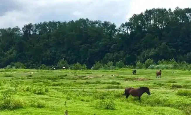 69c0fa046868ee826d54e8379d257297-sz_633963 69c0fa046868ee826d54e8379d257297-sz_633963