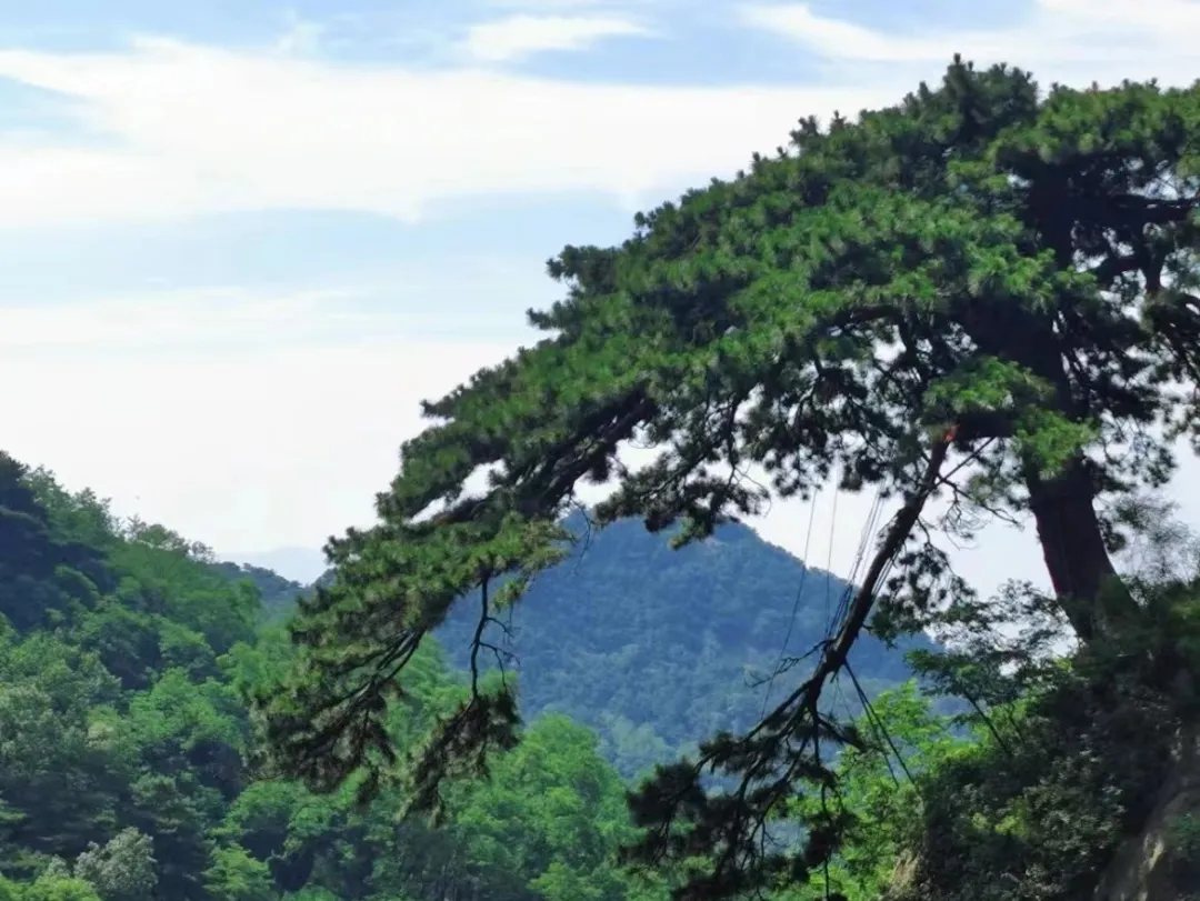 69dc1da964cf6f3949619623fbb3f2eb-sz_377197