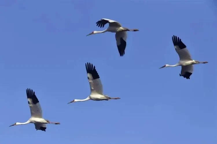 6a129f57b0b269e2961206a80514bc3b-sz_24229