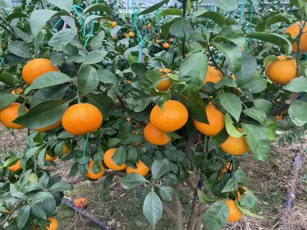 6f38ea6612be7485024a901e6183ea22-sz_2458598-2 6f38ea6612be7485024a901e6183ea22-sz_2458598-2