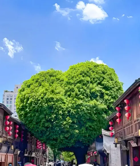 7114d359cd649e91279ca8c909f26e1a-sz_432393 7114d359cd649e91279ca8c909f26e1a-sz_432393