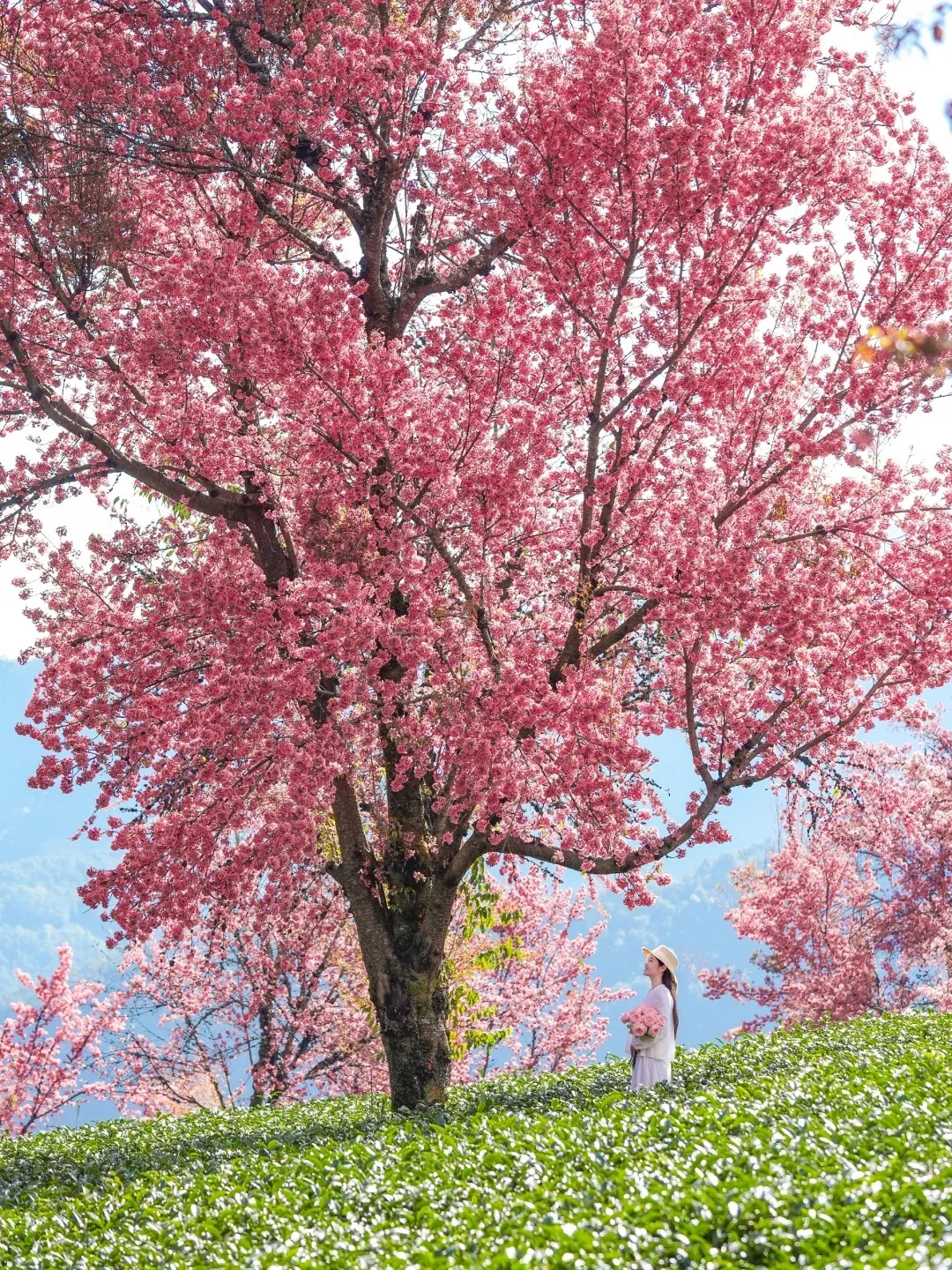 7435420cc97e040f6d9a380c243c225a-sz_4844476