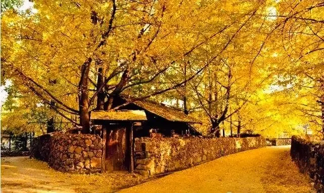 75dc21f3d748faa368a9b835c24a4b4c-sz_89007