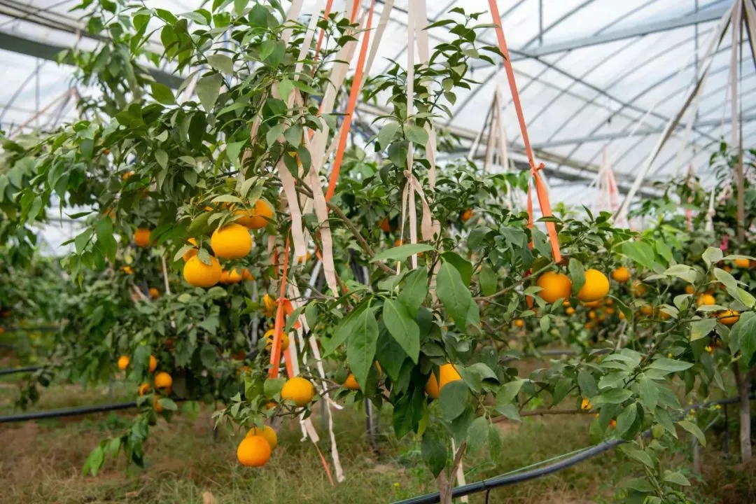 769aaab648f90b6d402dfada4708814c-sz_2255185-2 769aaab648f90b6d402dfada4708814c-sz_2255185-2