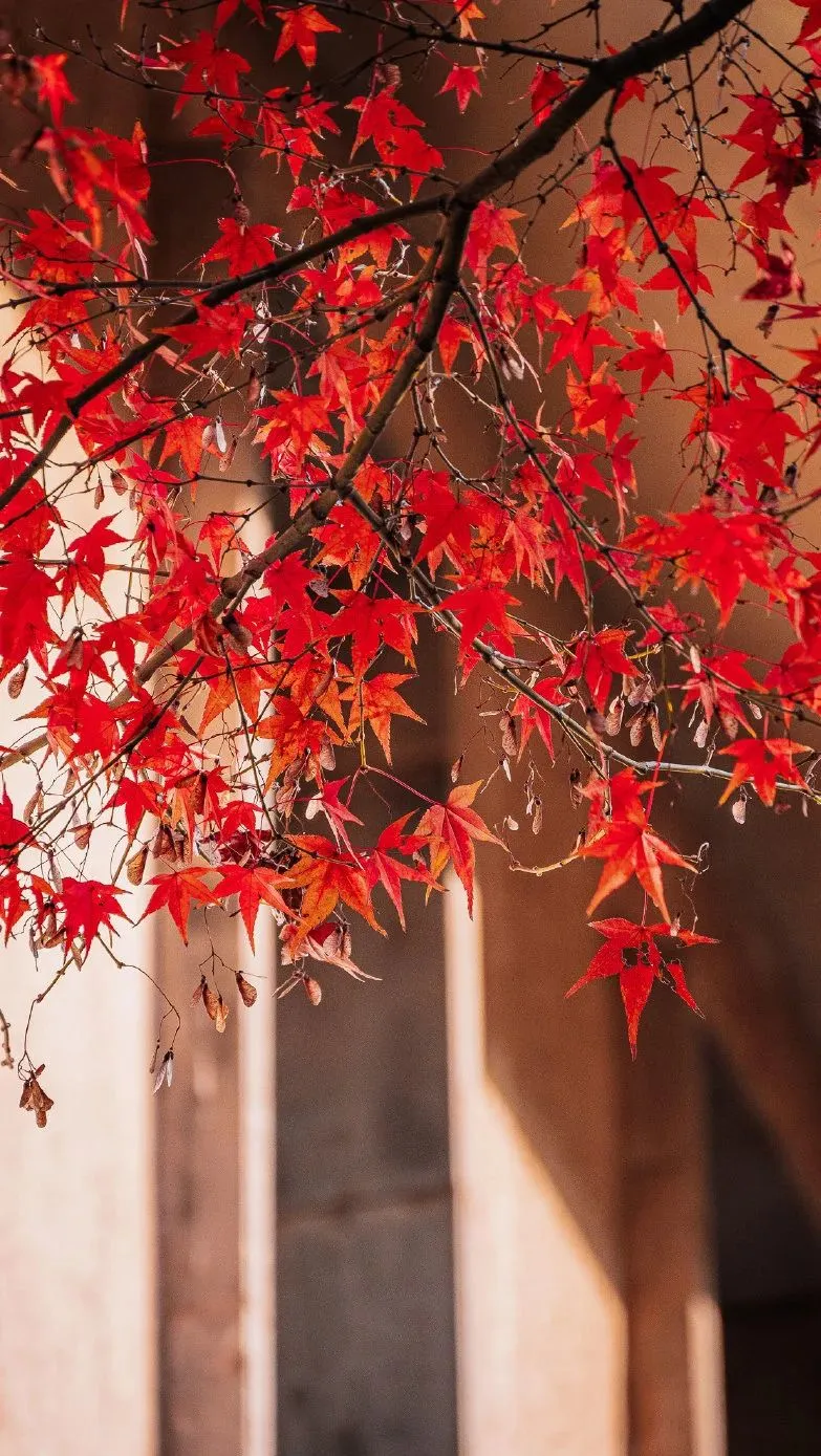 7720cf145173acd4b6e5825c55c624b6-sz_242991-1 7720cf145173acd4b6e5825c55c624b6-sz_242991-1