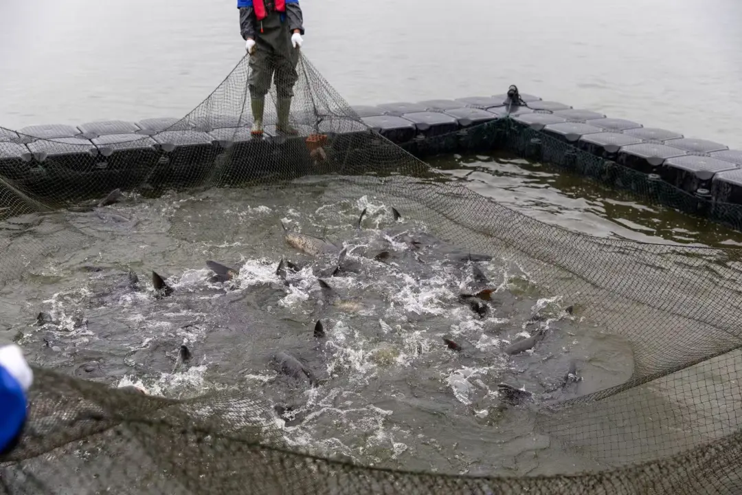 7723cddc7134b78945bd0e8f1bec409a-sz_425554