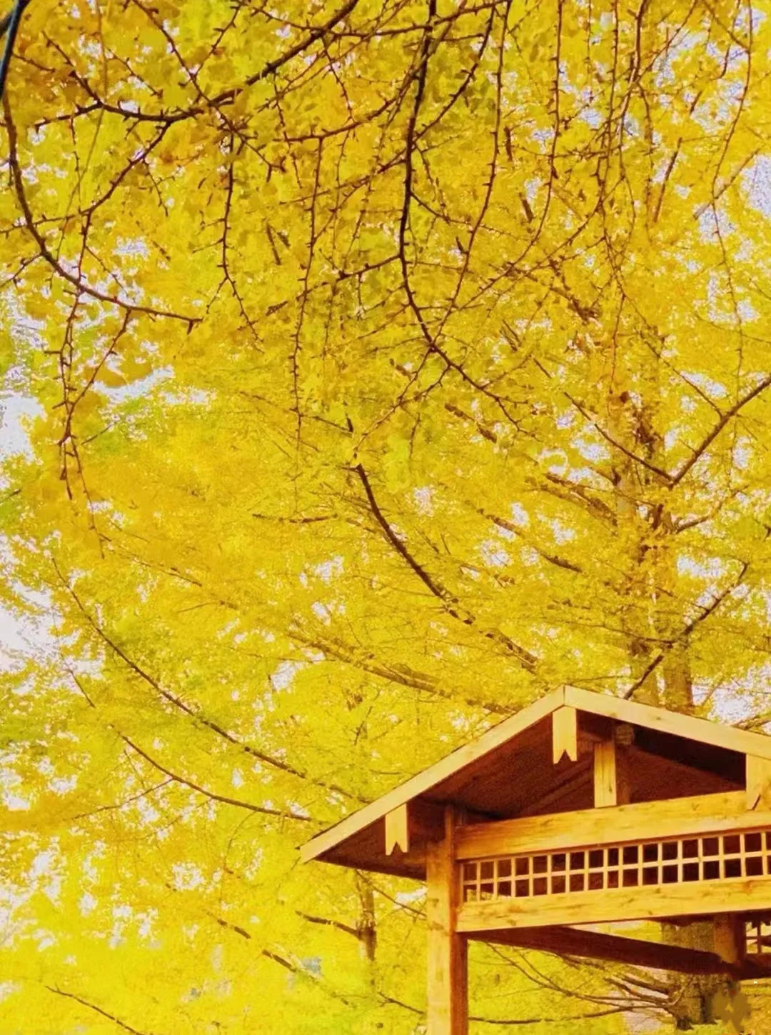 79271548cd7ae02605645c85a11f08b4-sz_551169