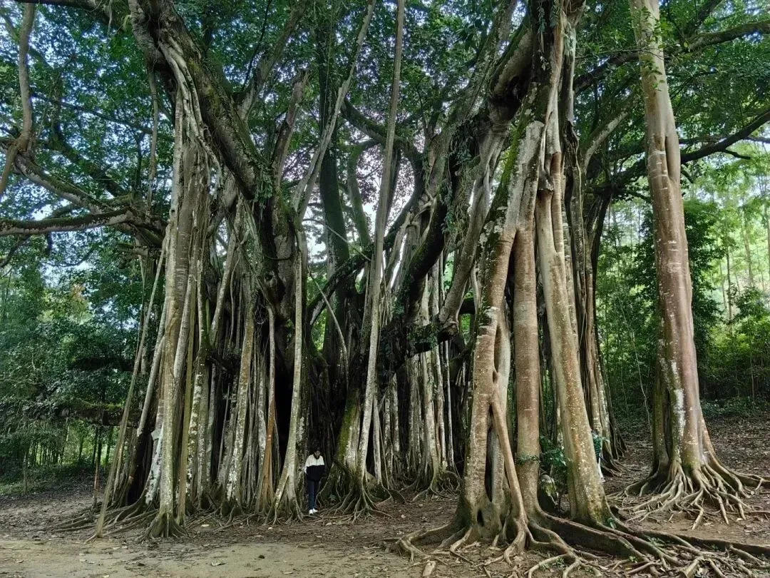 7ebe8a7de0561fe494081a253b32a10f-sz_295241