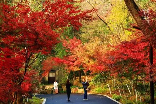 【秋遇南京★送栖霞山+牛首山门票】468元宿五花酒店 升级14菜鱼头欢迎晚宴+羊蝎子火锅 纯玩三日