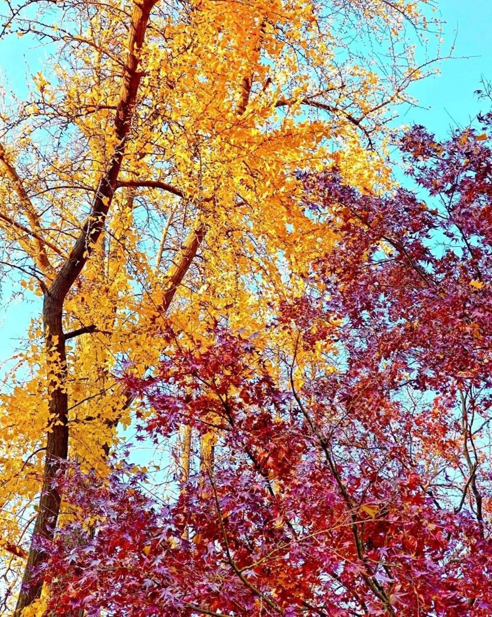 824ef7d0ecc168f0db576503d05c04a9-sz_567485