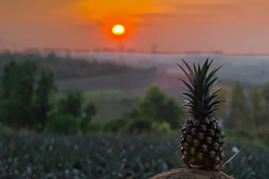 855d9e930974a7863b2b1eda42e86da8-sz_1099251