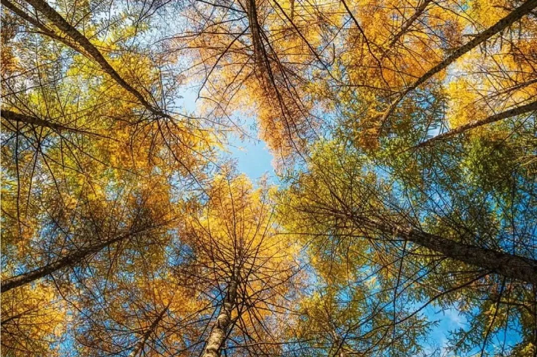 87bf204994b4b640c94f8ec4944c7c74-sz_877109