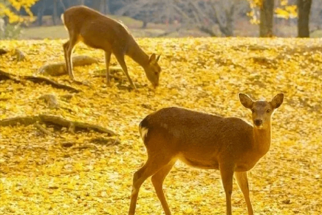 8c659e3d24b5603b609ee6670fb4682f-sz_513990