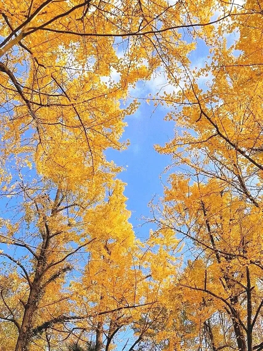 8ccfee9d23ea3e659c13c63c4bcd9de0-sz_434543 8ccfee9d23ea3e659c13c63c4bcd9de0-sz_434543