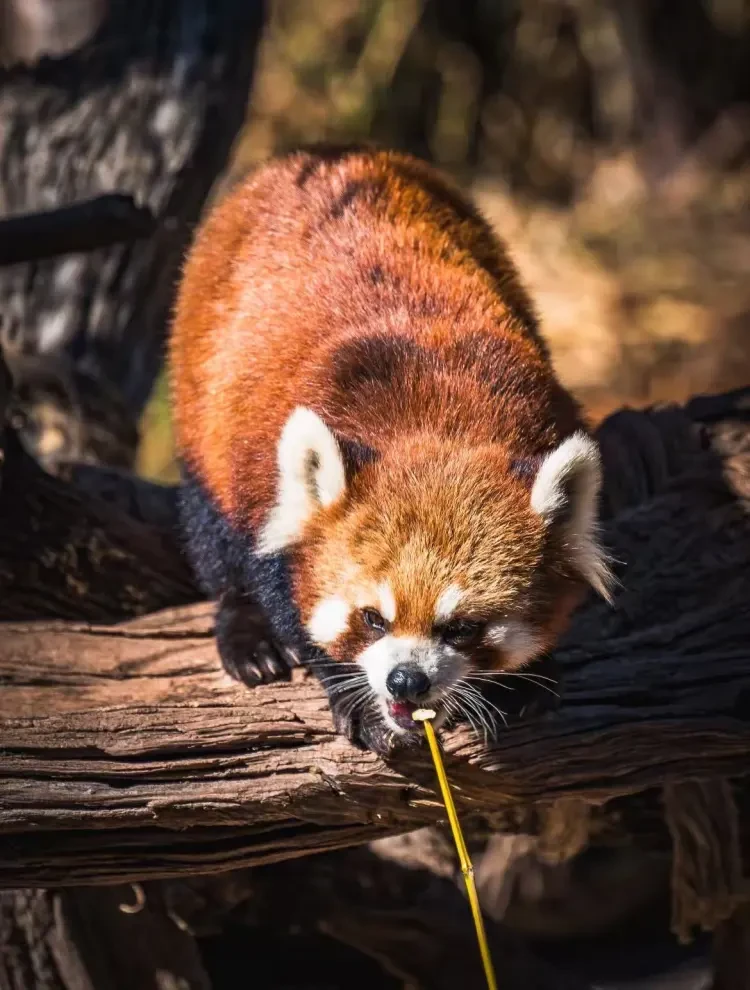 90998f25cf8437eb68901a5dacb6ba27-sz_217700 90998f25cf8437eb68901a5dacb6ba27-sz_217700