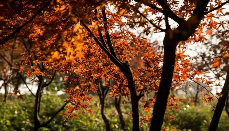 9389f6225d135e669f881ed4b2aff290-sz_170268 9389f6225d135e669f881ed4b2aff290-sz_170268