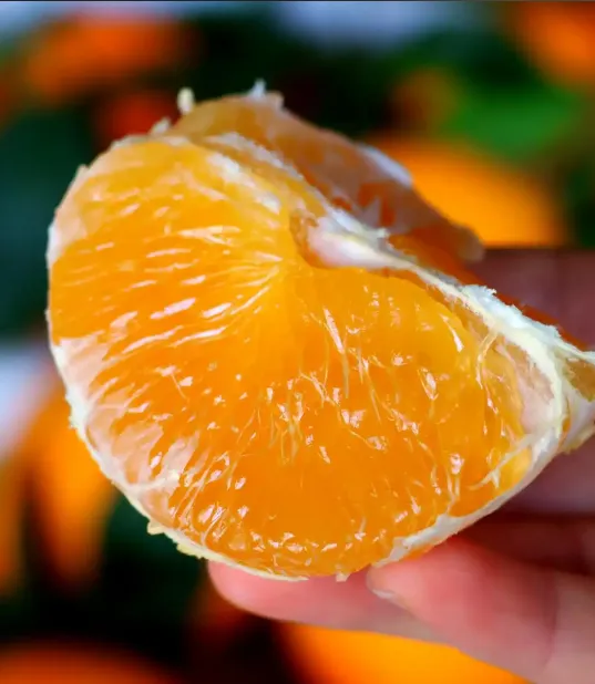 968396bbc0bf90423c862c0d95e33ebf-sz_530491 968396bbc0bf90423c862c0d95e33ebf-sz_530491