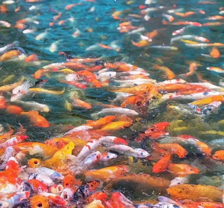 96b2c632e2c259daceb978e87c39ea15-sz_220949 96b2c632e2c259daceb978e87c39ea15-sz_220949