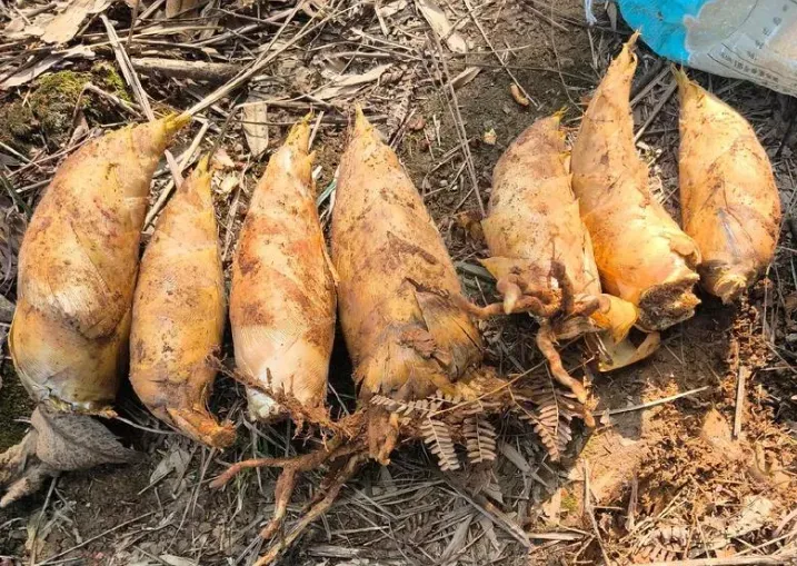 97fa5cae2b3169c1891f287d519860fc-sz_832677 97fa5cae2b3169c1891f287d519860fc-sz_832677