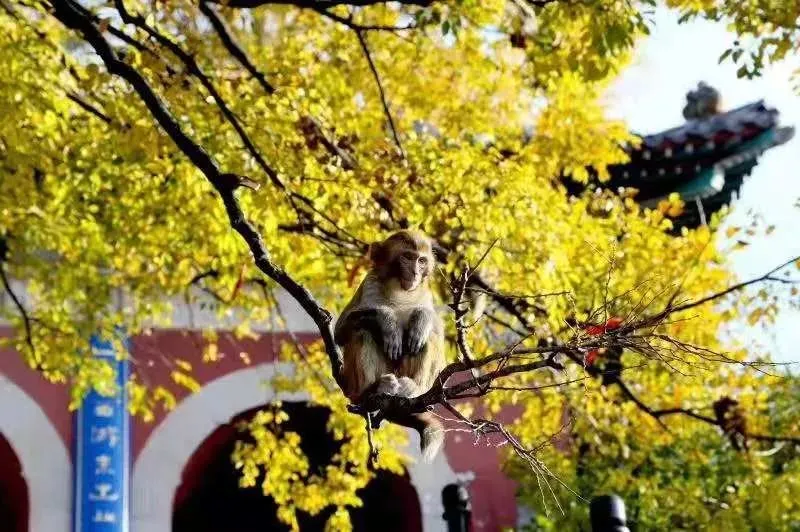 9863373f59485ded9aca98d1c7bd1413-sz_97141-1 9863373f59485ded9aca98d1c7bd1413-sz_97141-1