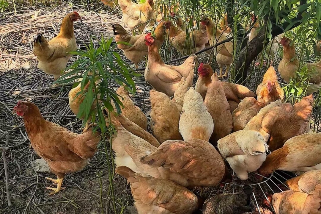 99ae24970fec4441f66bb7c2a66020f3-sz_2138624 99ae24970fec4441f66bb7c2a66020f3-sz_2138624