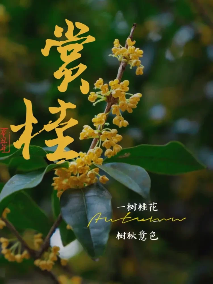 9a9ced0067f5d8187e2054d64e968d62-sz_135289