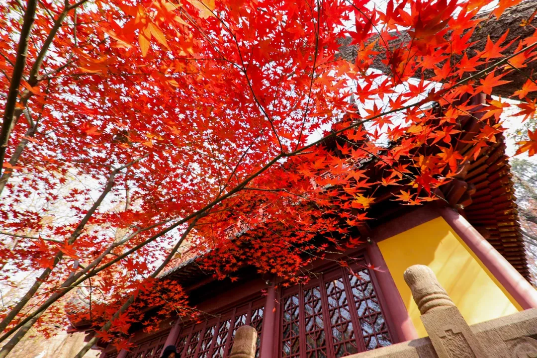 9aa061fbe63da2c740d372d73bb71637-sz_2415545 9aa061fbe63da2c740d372d73bb71637-sz_2415545