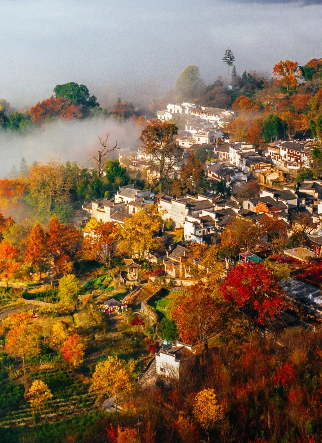 9c5b9b15e5252db684911db6c0c6ad6b-sz_351251