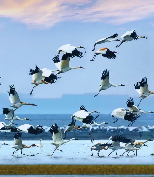 9e667c9d06381041cabcd93c7bfeda65-sz_757910