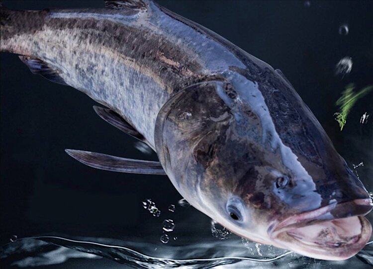 VoDSZO9q5d8eBrgE5LuxfQ1TOpJ8RVwj VoDSZO9q5d8eBrgE5LuxfQ1TOpJ8RVwj