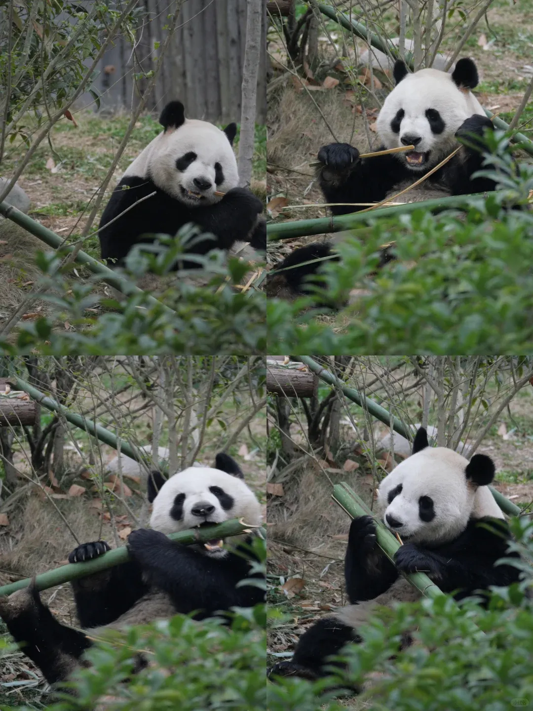 a4b99e0e7e5a300209f9a4b394d7bf2b-sz_3295012