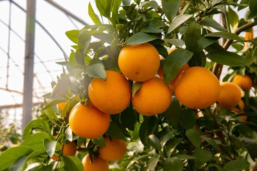 a7f03bf682074923796a75a055df941a-sz_111807-3 a7f03bf682074923796a75a055df941a-sz_111807-3