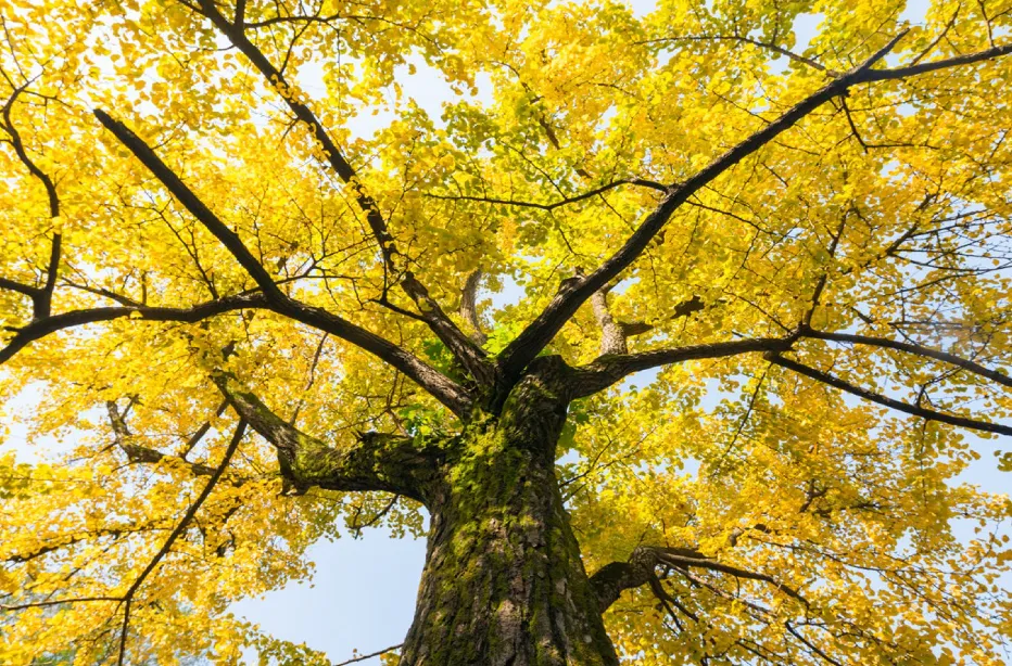 a82c2a29c61d53cd3275ef80e9711a15-sz_1608319 a82c2a29c61d53cd3275ef80e9711a15-sz_1608319