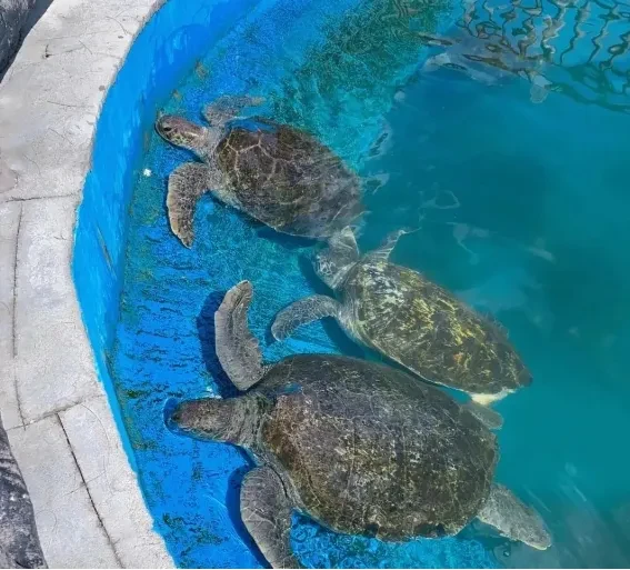 a881f9f04284972bf70be44a2b0a13f4-sz_798175 a881f9f04284972bf70be44a2b0a13f4-sz_798175