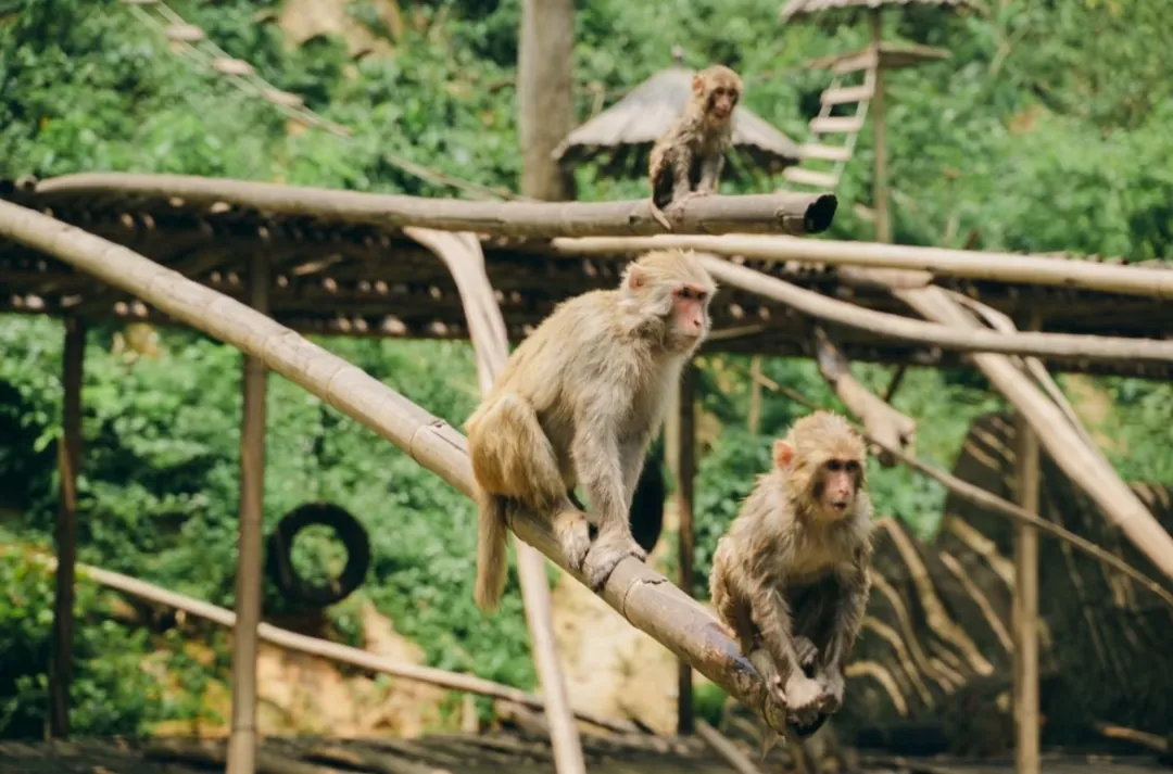 af3833d9da0243757a74f9b9f688b2b7-sz_207642