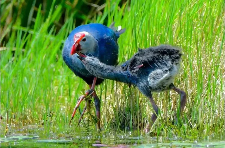 机位认损甩尾❤原价3580元！！！甩尾价2980元一价全含❤版纳深度游❤独家超值赠送普洱一日游❤西双版纳普洱双飞6日游