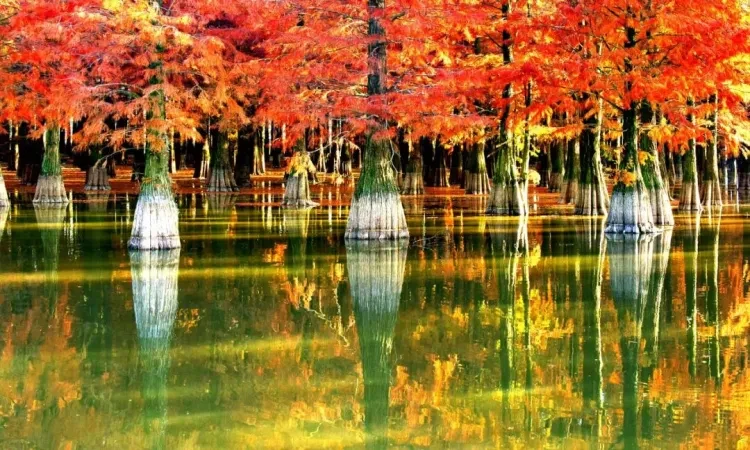 b92d835329a6761559f3bb977f59e48f-sz_222302