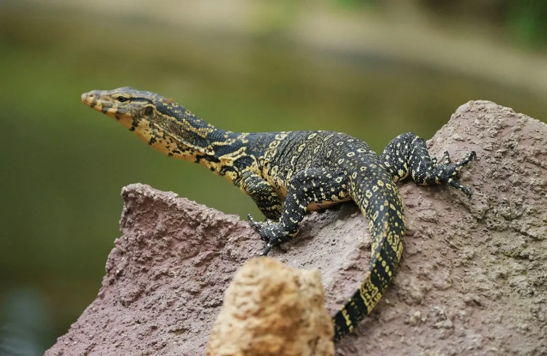 bbc86fdc375a8fc9a1273ba1f8549f2b-sz_437641