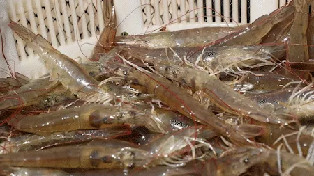 c207f3070211b6c1ec22a86e099876e5-sz_137916