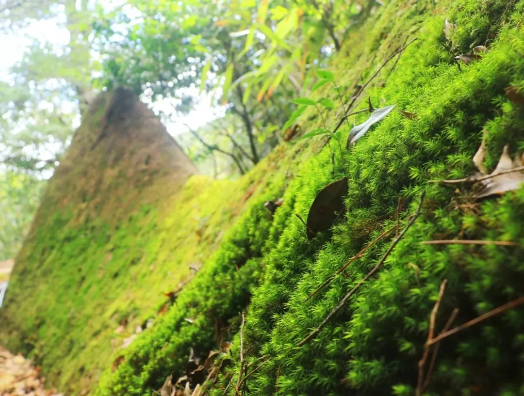 c40d3a396bc8fab34290329a5392d9f3-sz_159011