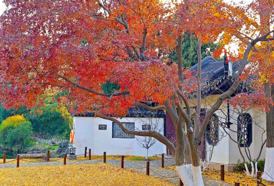 c53bbc7ed7915de8d5de793621664371-sz_684292