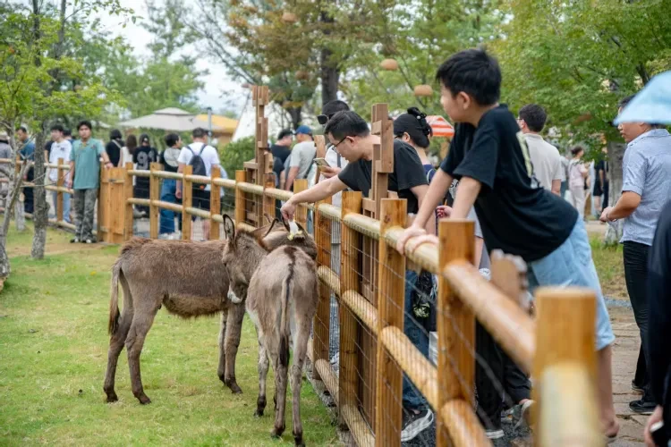 c56185c0c918a7d9dc65a25d1ebacaa6-sz_495981