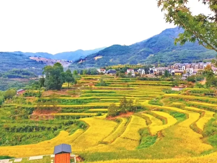 ca10753a6eb5874502c826a64ad0fa11-sz_1851227