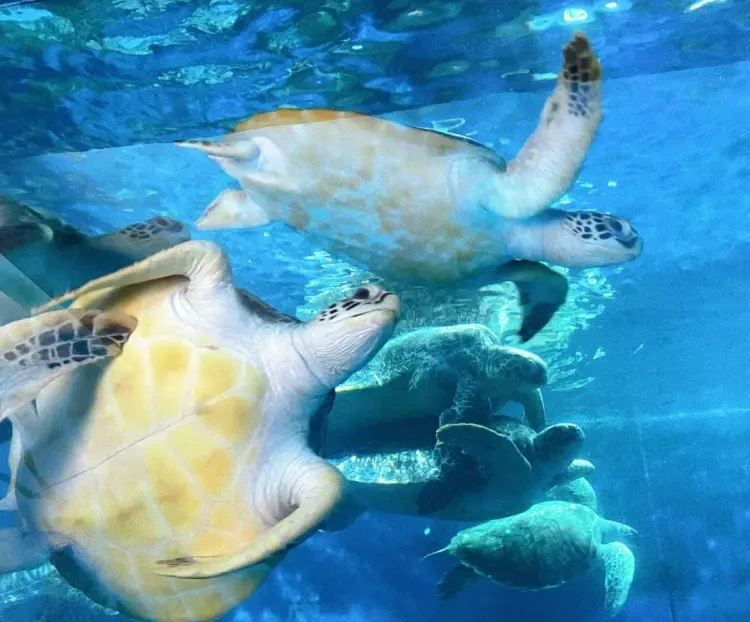 ca209580cf514c723d50f958148be32d-sz_158052 ca209580cf514c723d50f958148be32d-sz_158052