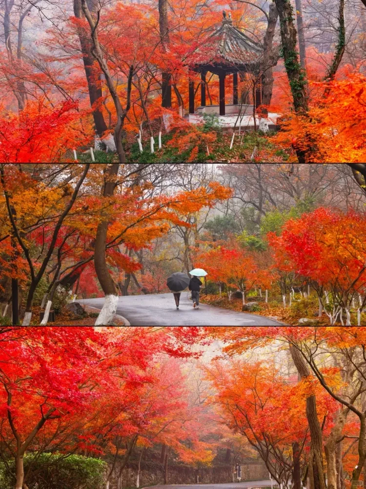 cd7b70f651785917ed0cf1b8363b109d-sz_4475966