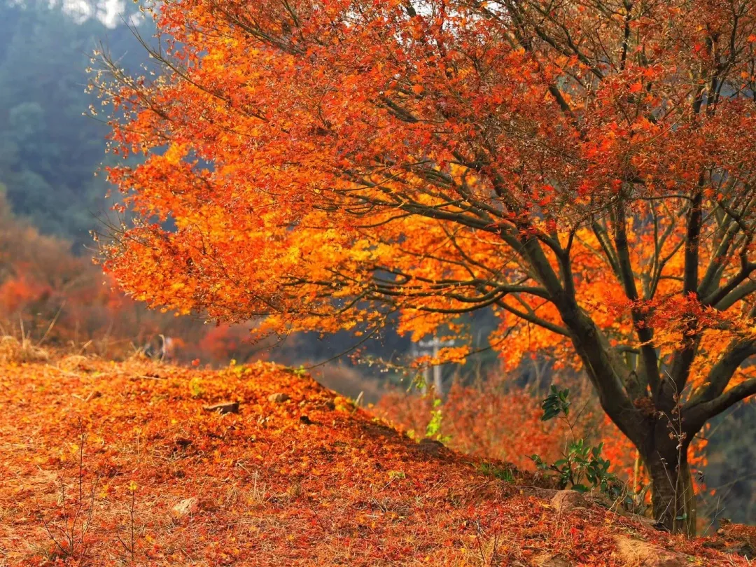 d1609b8fb864fe245f4f4925a09d7288-sz_4364467