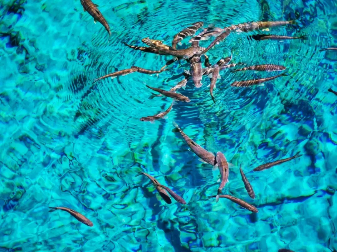 db91c3a04bc0125bf6939a836b75950f-sz_2409254